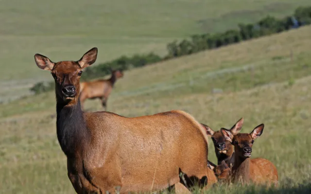 $13,500,000 | 2728 Sound Of Music Lane, Placerville, CO 81430