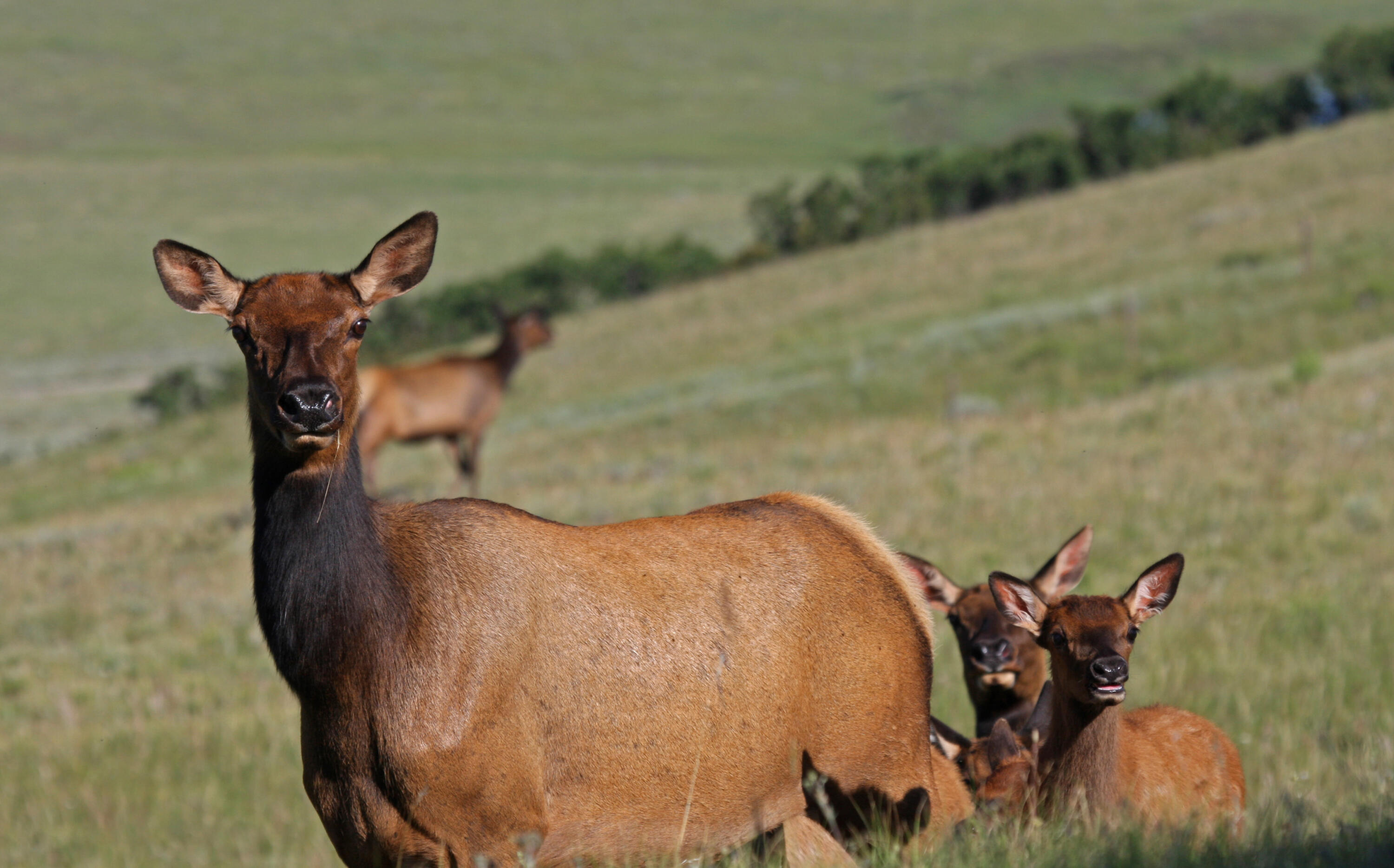 2728 Sound Of Music Lane Placerville, CO 81430 - Photo 11 of 28 Close Up Elk