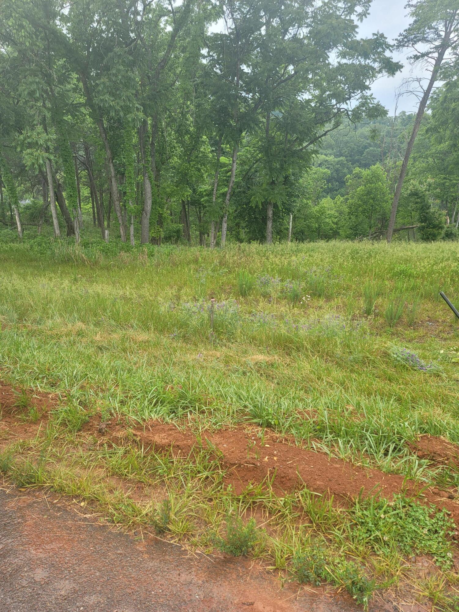1953 Moorman Road Hardy, VA 24101 - Photo 4 of 10 a view of outdoor space with trees all around