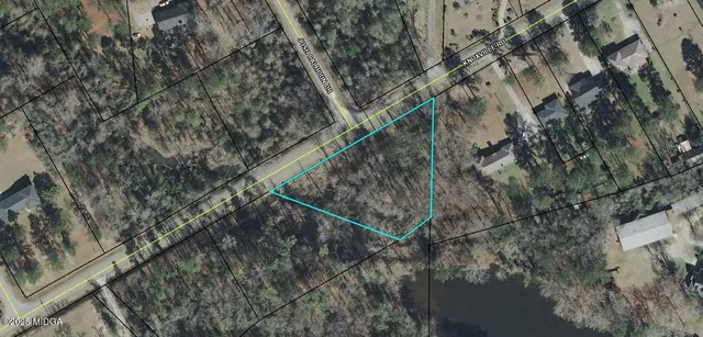 a view of a forest with a tree