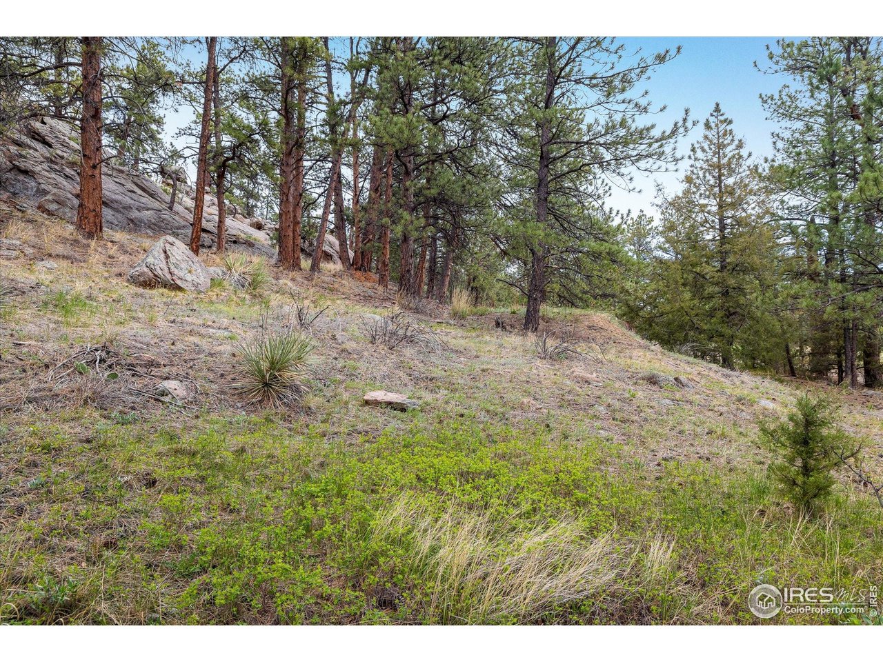 1289 Kiowa Road Lyons, CO 80540 - Photo 18 of 37 a view of a yard with a tree
