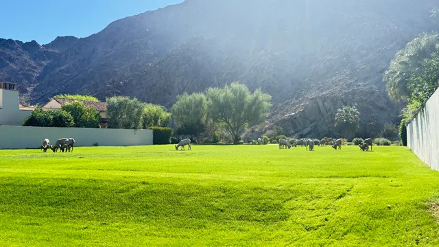 a view of a golf course with a field