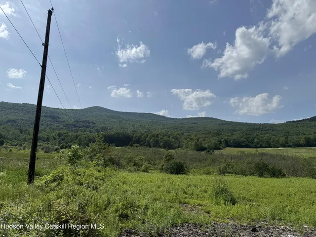 a view of a lush green forest with lawn chairs under a large tree