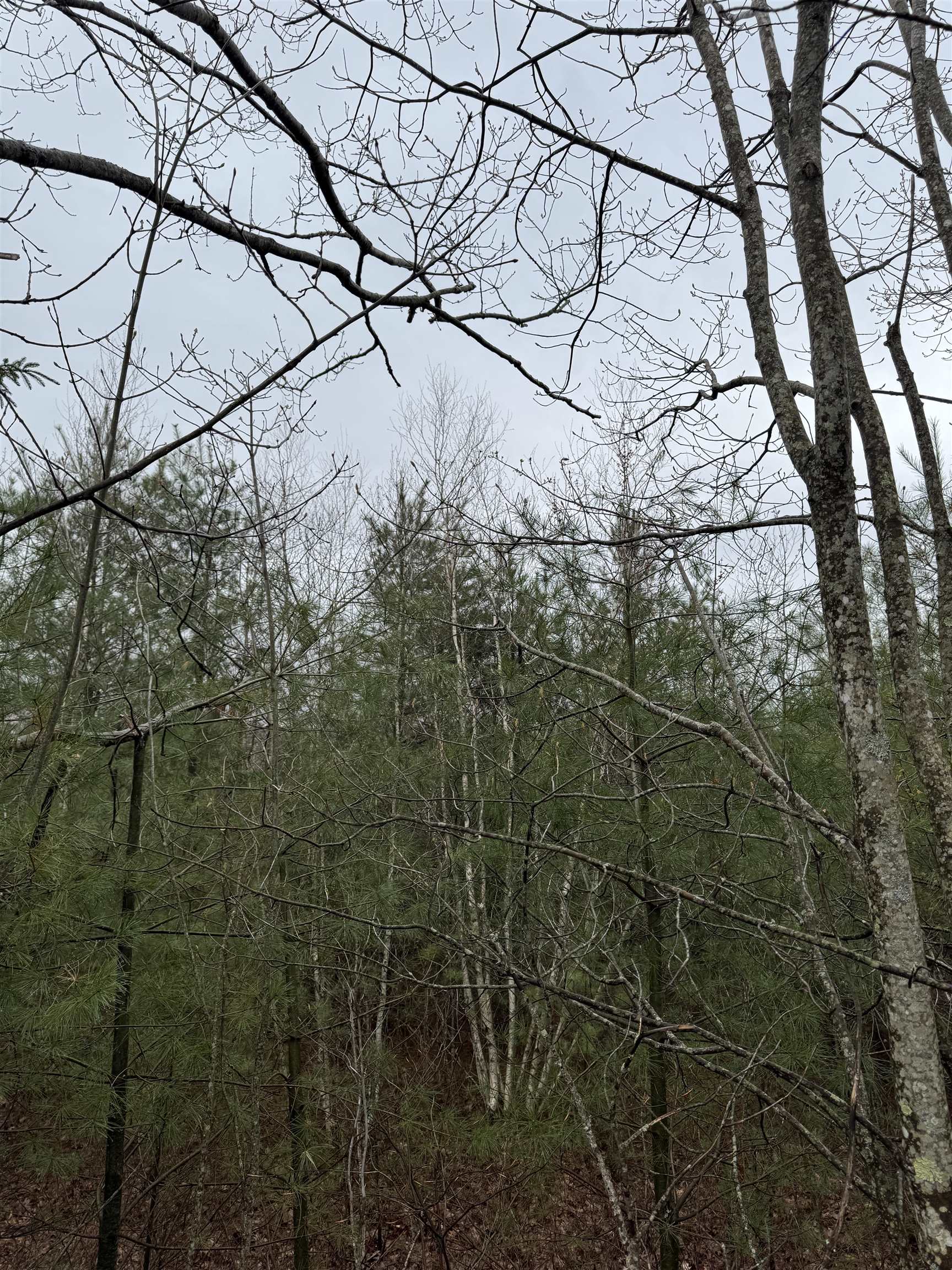 Tbd Mason Road Milton, NH 03851 - Photo 4 of 9