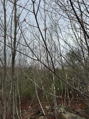 $272,000 | Tbd Mason Road, Milton, NH 03851