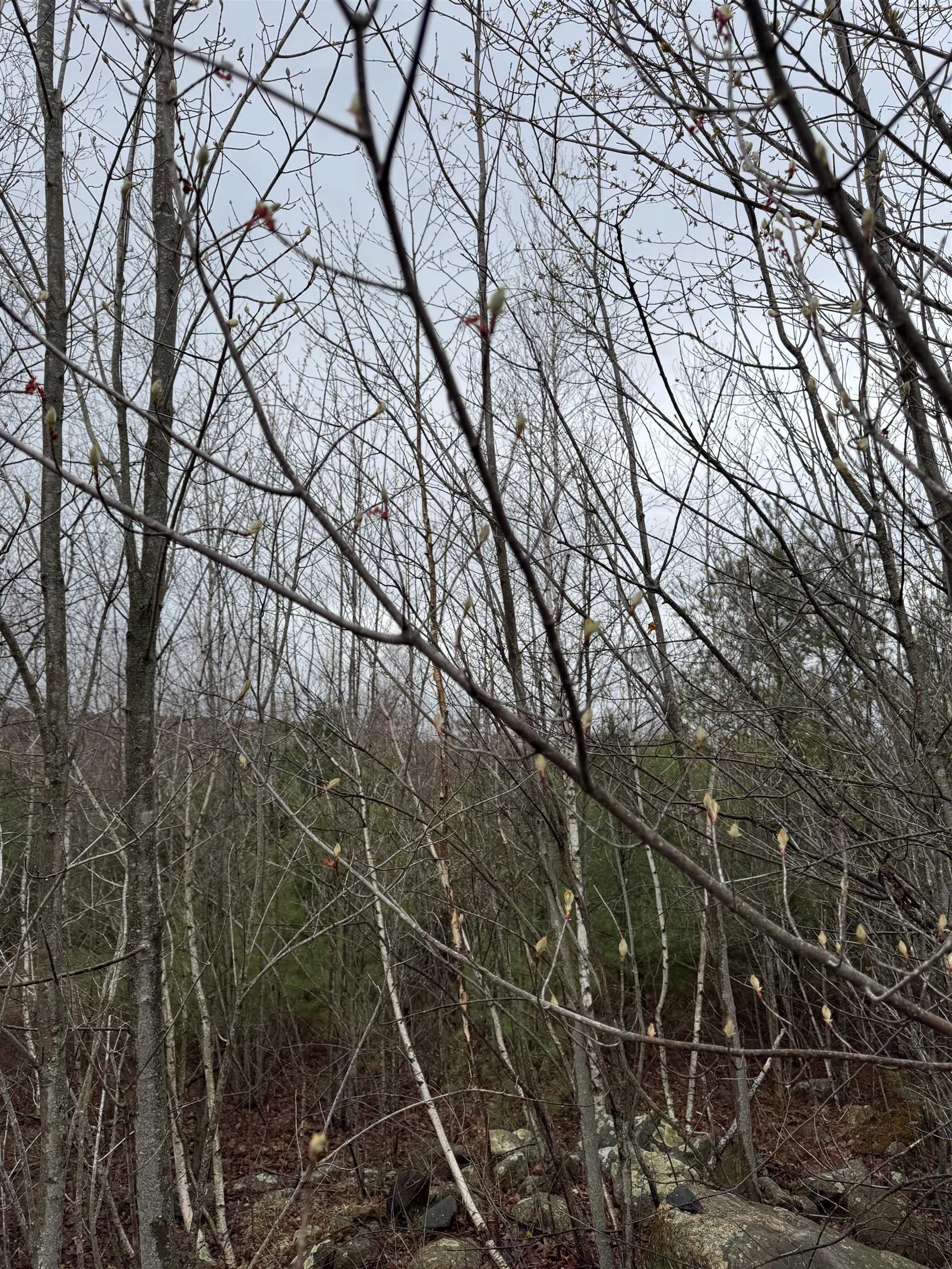 Tbd Mason Road Milton, NH 03851 - Photo 5 of 9