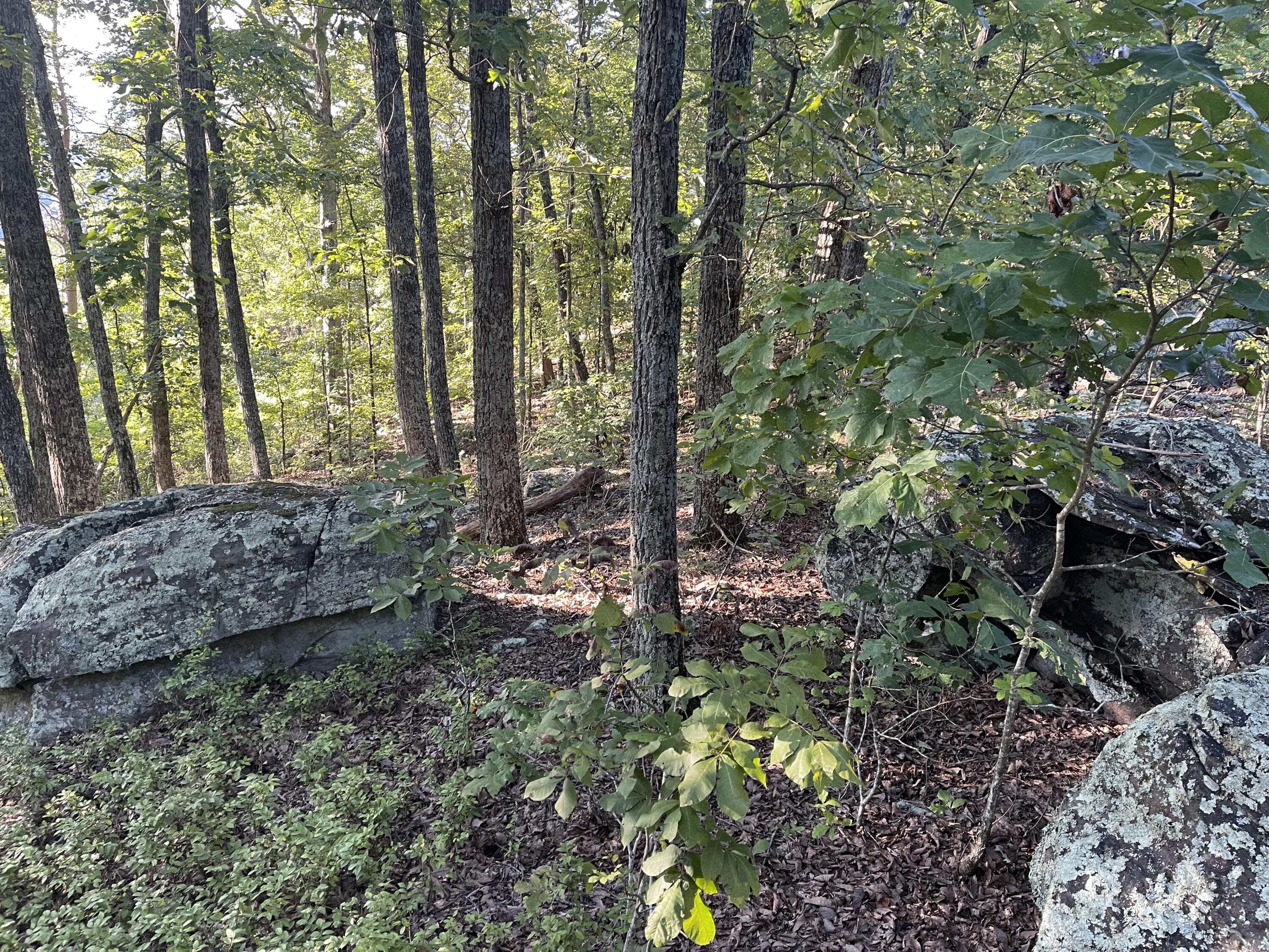 9675 Switchback Trail Ooltewah, TN 37363 - Photo 14 of 24 IMG_4949-1