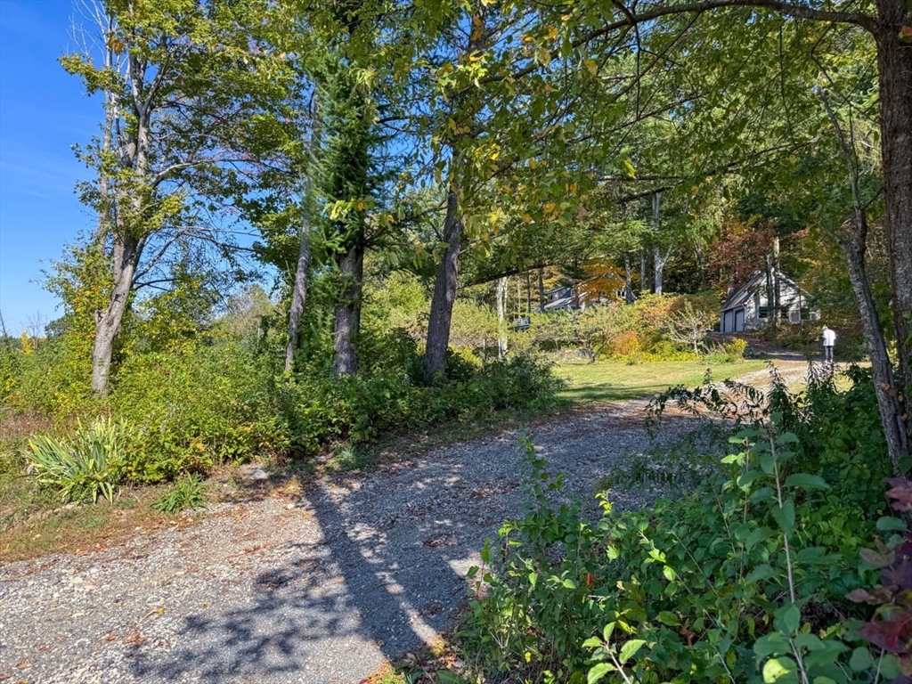 261 Old Wendell Road Northfield, MA 01360 - Photo 4 of 42 a view of a yard with plants and large trees