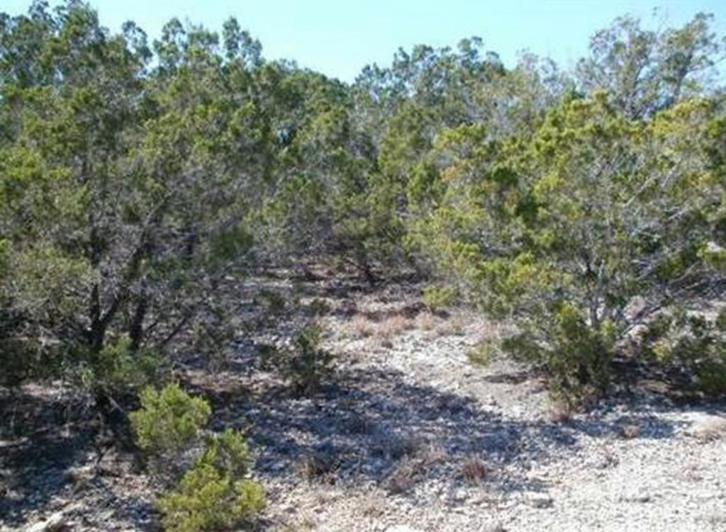 a view of a forest with trees in the background