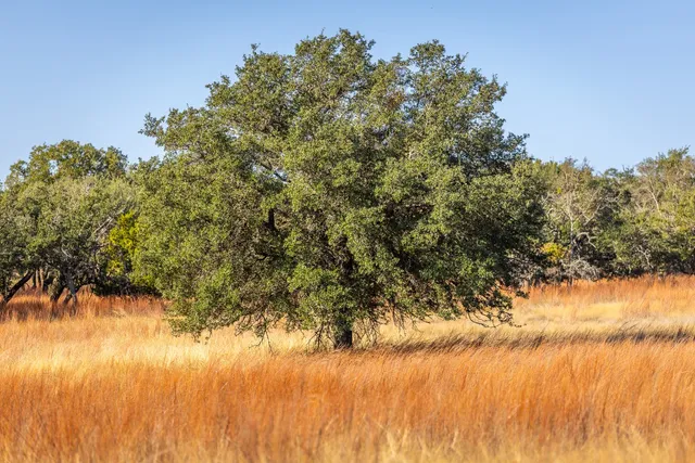 a view of lake with green space
