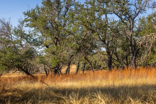 a view of swimming pool and trees in the background