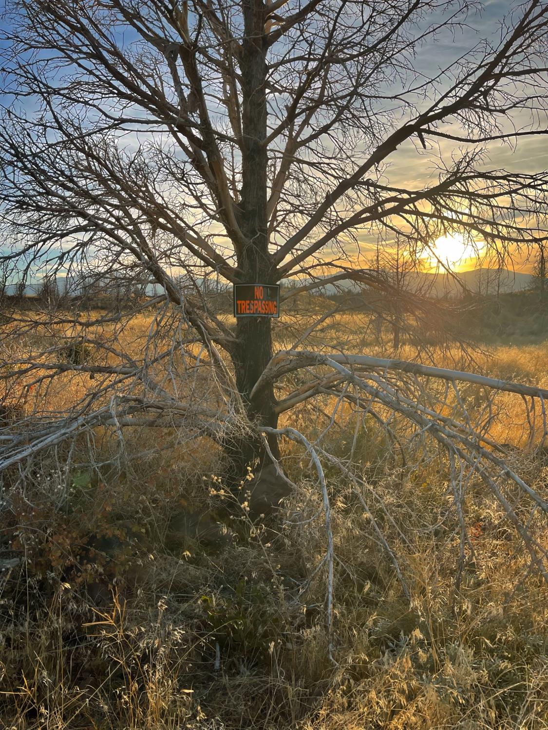 0 Juniper Valley Drive Weed, CA 96094 - Photo 8 of 10 a view of yard with large tree