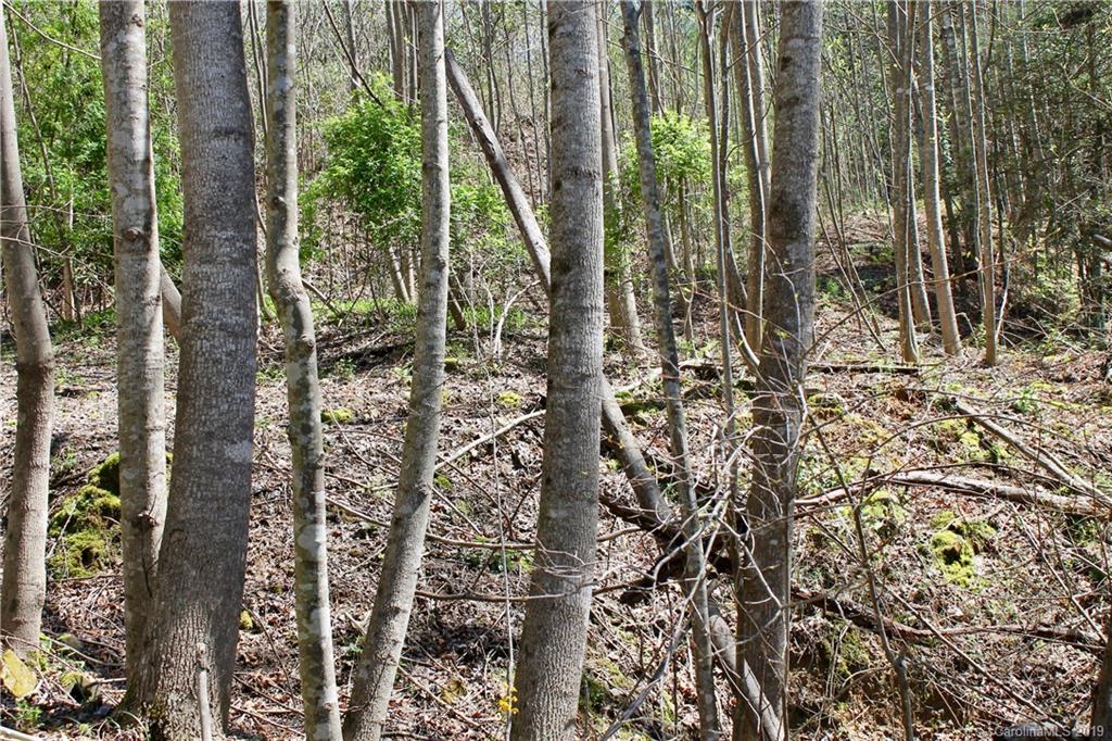 Off Poplar Gap Road Brevard, NC 28712 - Photo 4 of 27 Gallery Image 4