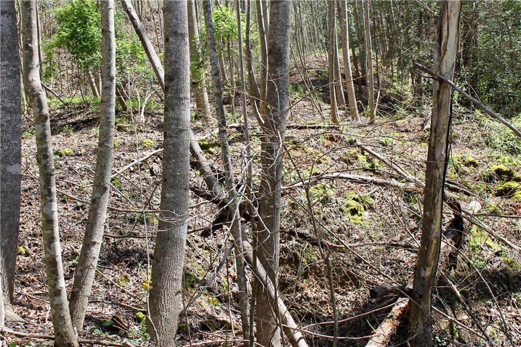 Off Poplar Gap Road Brevard, NC 28712 - Photo 9 of 27 Gallery Image 9