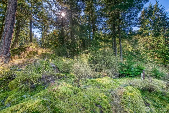 a close up of a trees