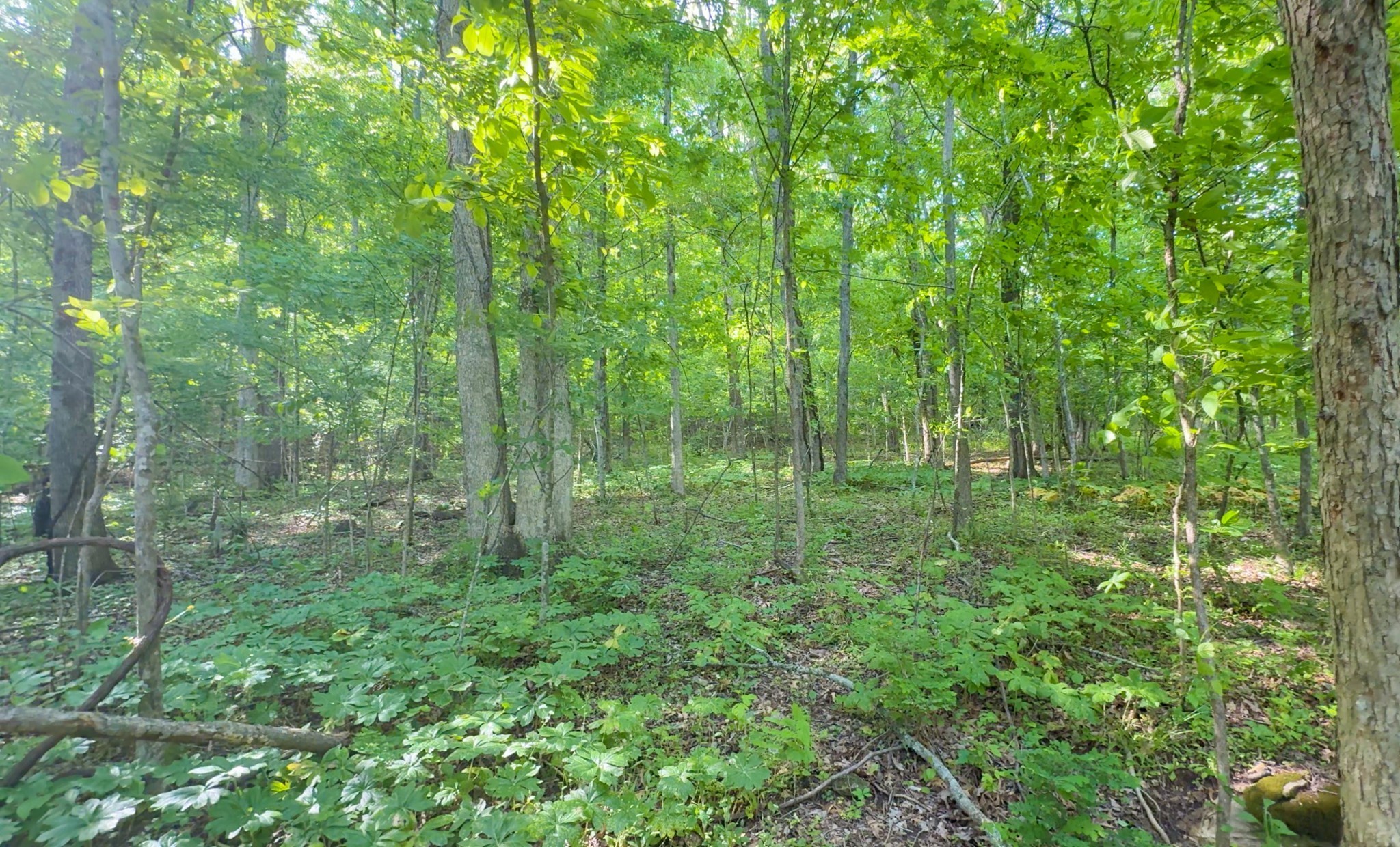 140 Ben Johnson Road Pulaski, TN 38478 - Photo 5 of 44 a view of a lush green forest
