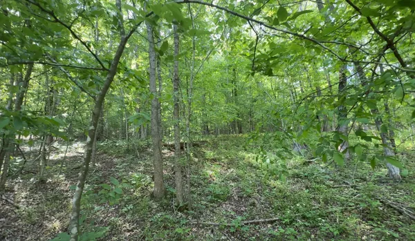 a view of a lush green forest