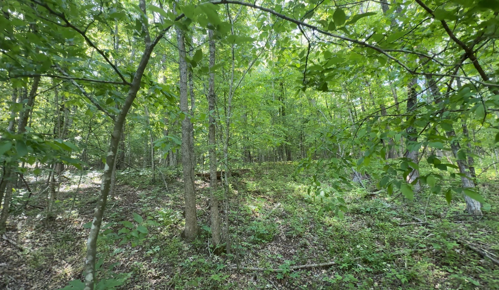140 Ben Johnson Road Pulaski, TN 38478 - Photo 6 of 44 a view of a lush green forest