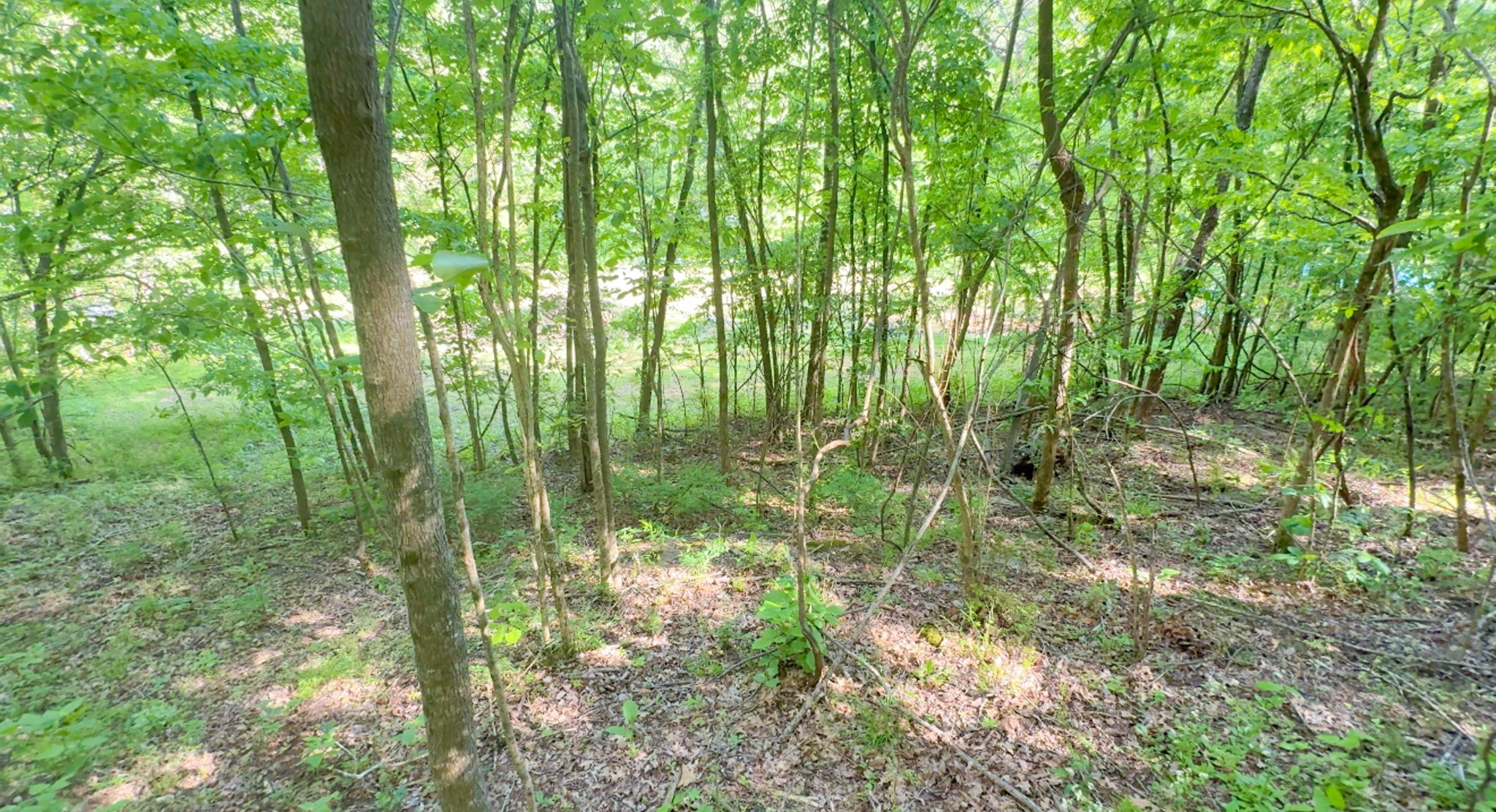 140 Ben Johnson Road Pulaski, TN 38478 - Photo 7 of 44 a view of forest