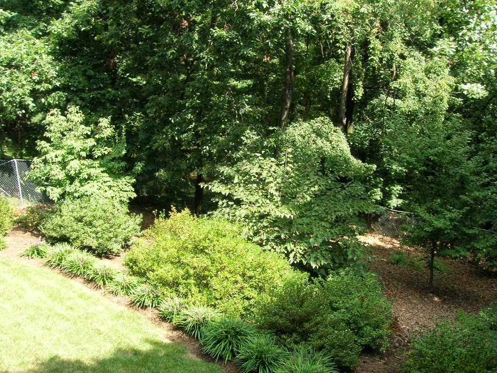 5119 Falcon Ridge Road Roanoke, VA 24018 - Photo 8 of 12 a plant view in yard