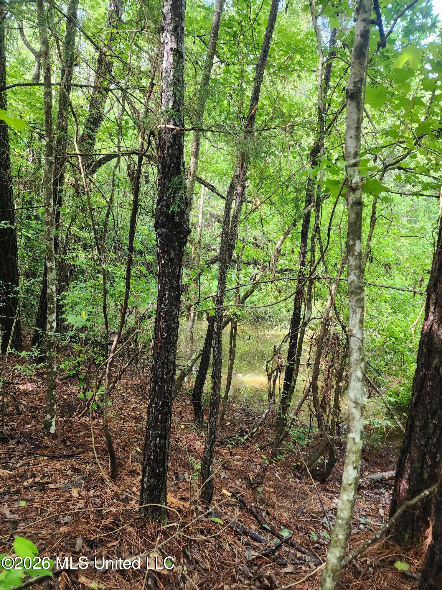 1-acre Charlie Daughdrill Road Carriere, MS 39426 - Photo 2 of 4 20260528_165253
