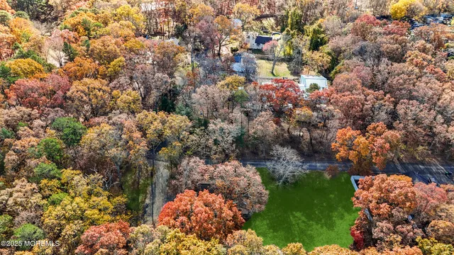 a lush green forest with lots of trees