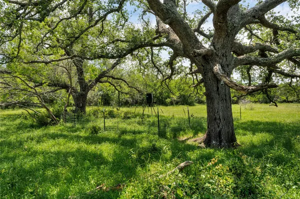a view of lush green forest