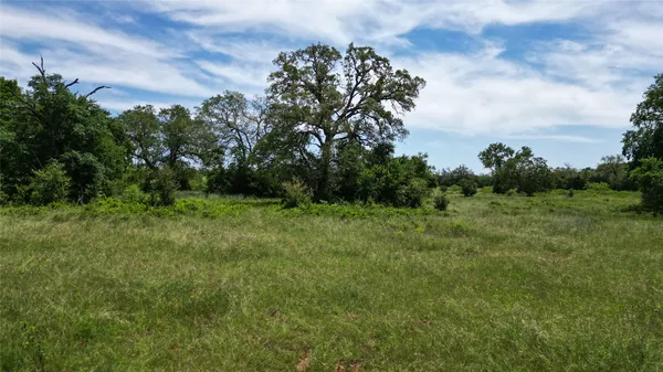 a view of a lush green space
