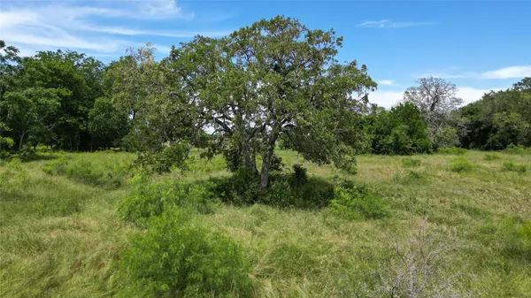 a view of a big yard with plants and large trees
