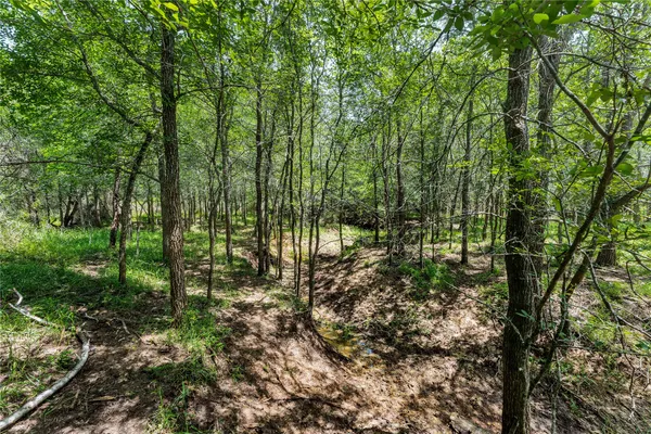a big yard with lots of green space