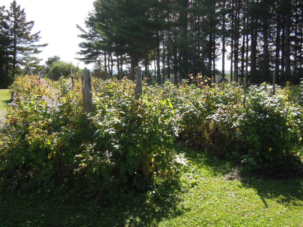 136 State Road Presque Isle, ME 04769 - Photo 59 of 74 136 State Road Presque Isle (70)