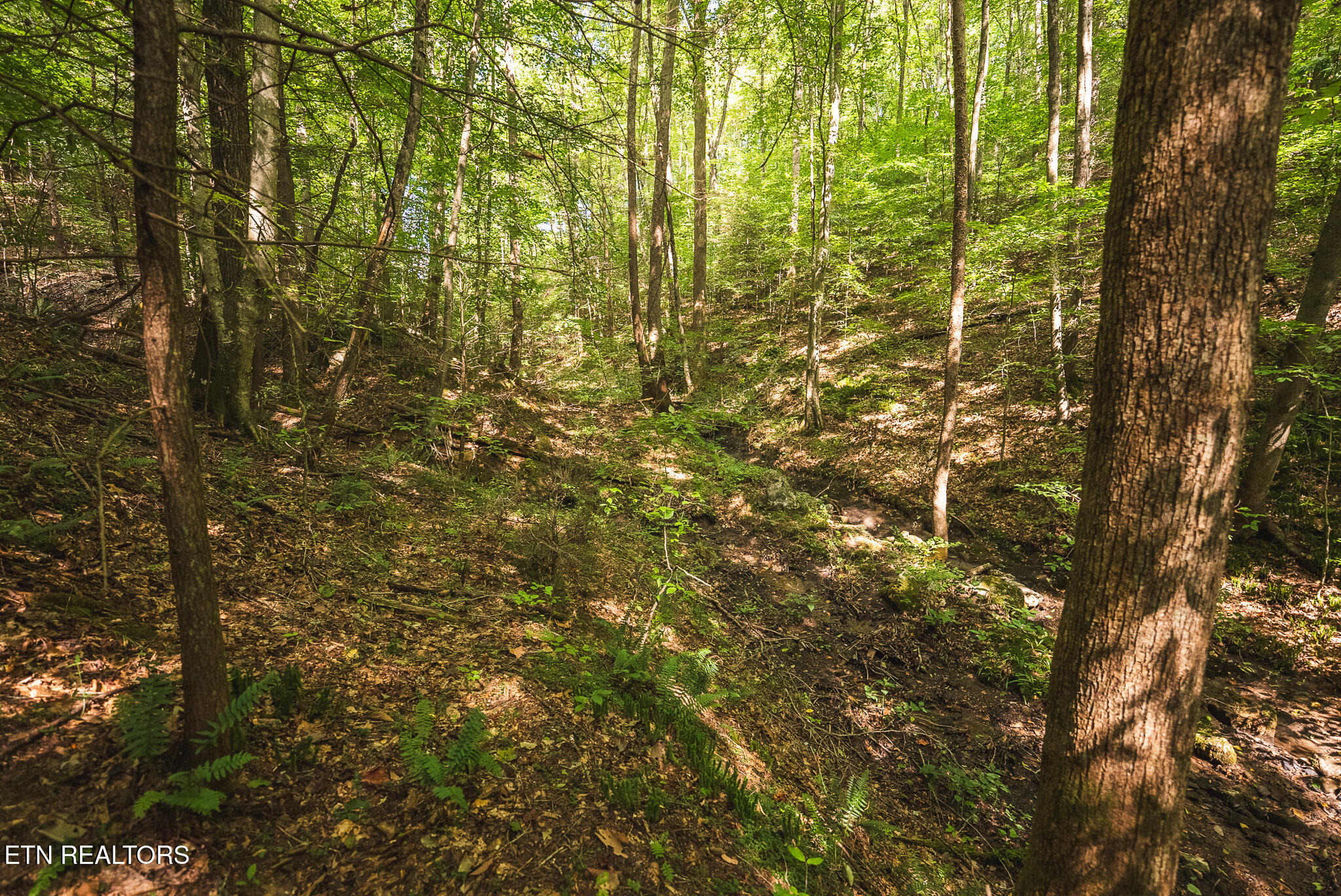 Watson Hollow Road Speedwell, TN 37870 - Photo 35 of 37 DSC03648