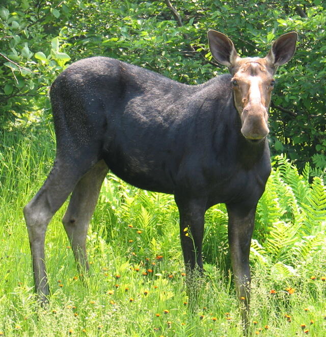 M12-41-123 Taylor Farm Road Rangeley, ME 04970 - Photo 8 of 13 Wildlife Sightings