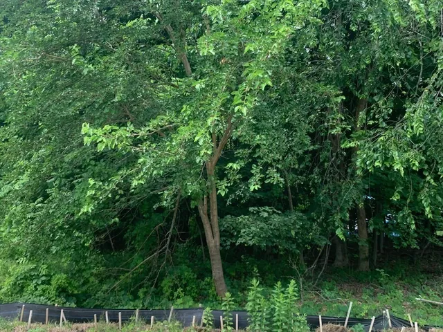 a backyard of a house with lots of green space