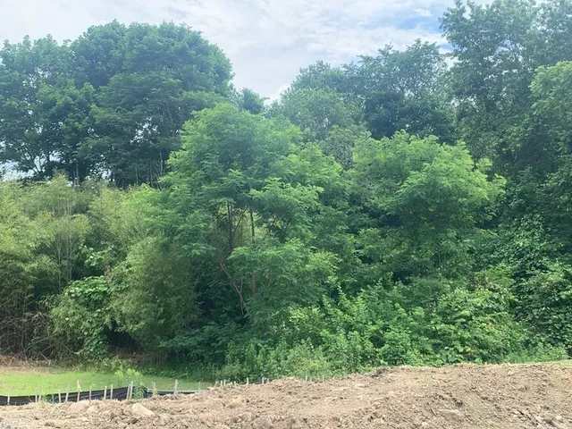 a view of a forest with a tree