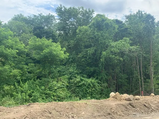a green field with lots of different kinds of flowers