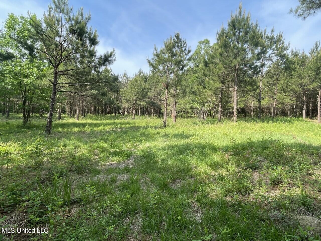 0 Lone Pine Road Canton, MS 39046 - Photo 11 of 17 thumbnail_IMG_4504
