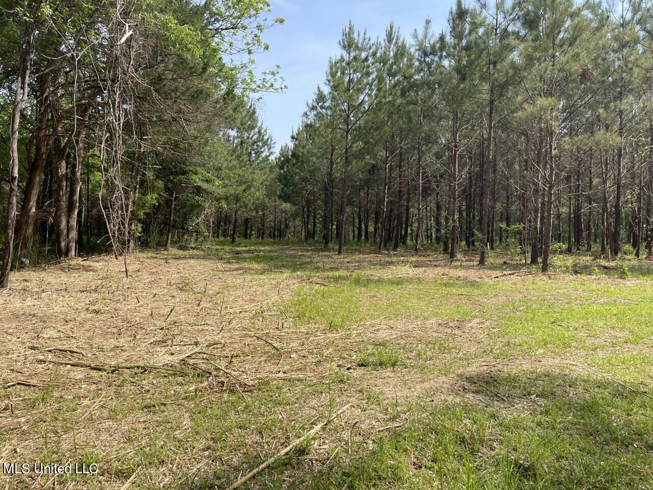 0 Lone Pine Road Canton, MS 39046 - Photo 16 of 17 thumbnail_IMG_4513