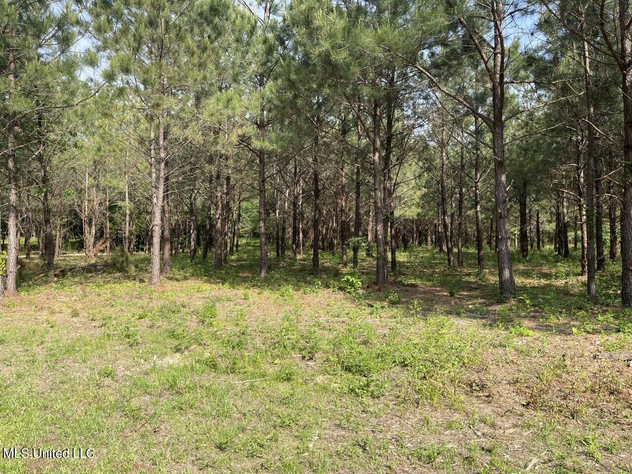0 Lone Pine Road Canton, MS 39046 - Photo 4 of 17 thumbnail_IMG_4495