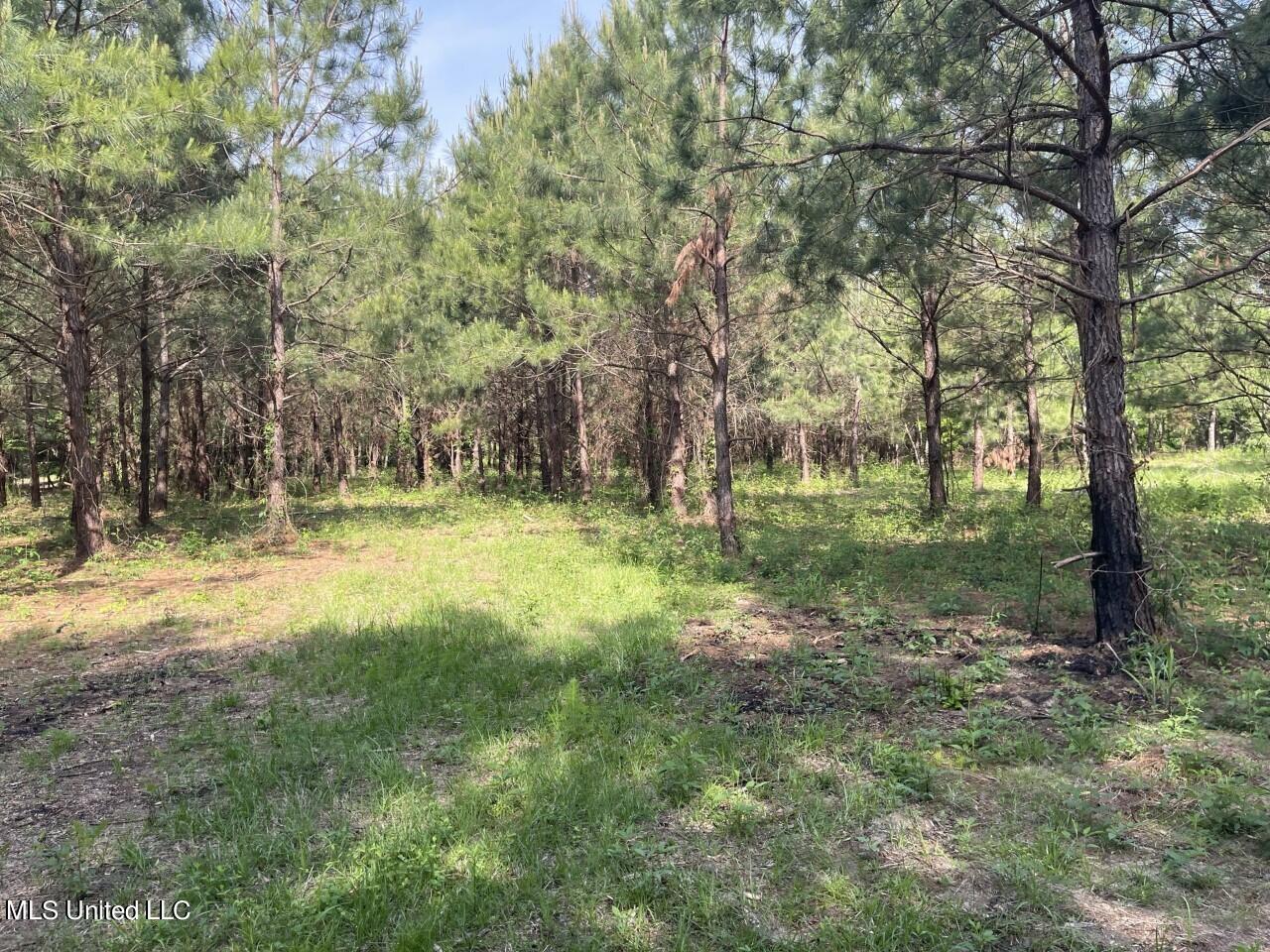 0 Lone Pine Road Canton, MS 39046 - Photo 5 of 17 thumbnail_IMG_4497