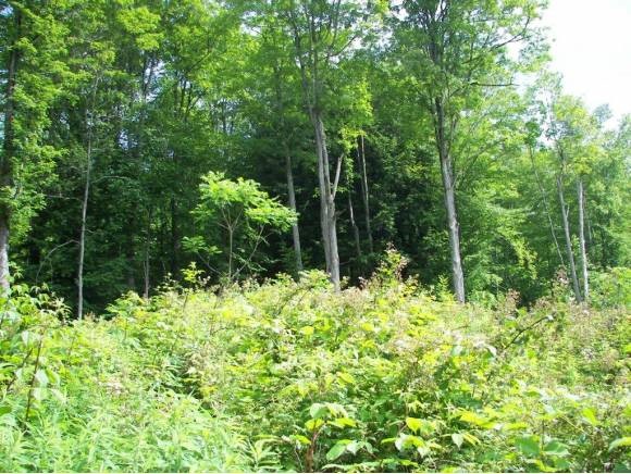 Lot 6 Ruddy Duck Lane Quechee, VT 05059 - Photo 4 of 7 Gallery Image 4