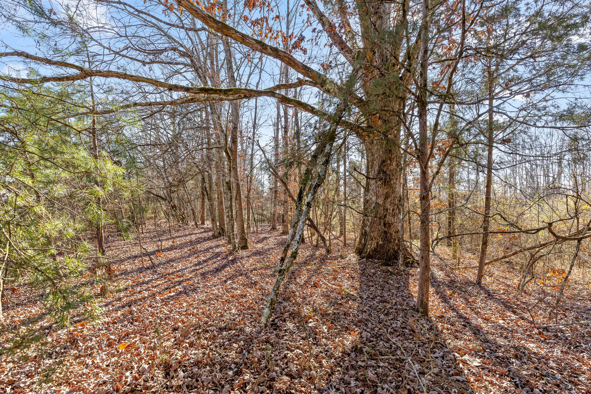 0 Blue Sky Drive Dayton, TN 37321 - Photo 6 of 23 a backyard of a house with lots of green space