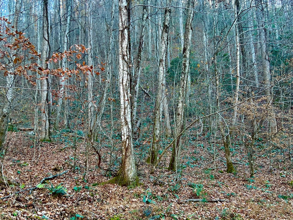22 Davis Walker Ridge Mineral Bluff, GA 30559 - Photo 6 of 23 a view of outdoor space and green space
