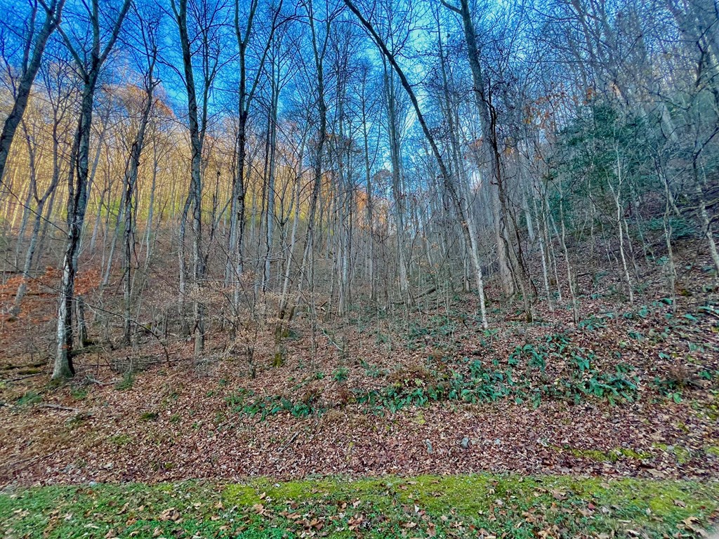 22 Davis Walker Ridge Mineral Bluff, GA 30559 - Photo 9 of 23 a view of forest