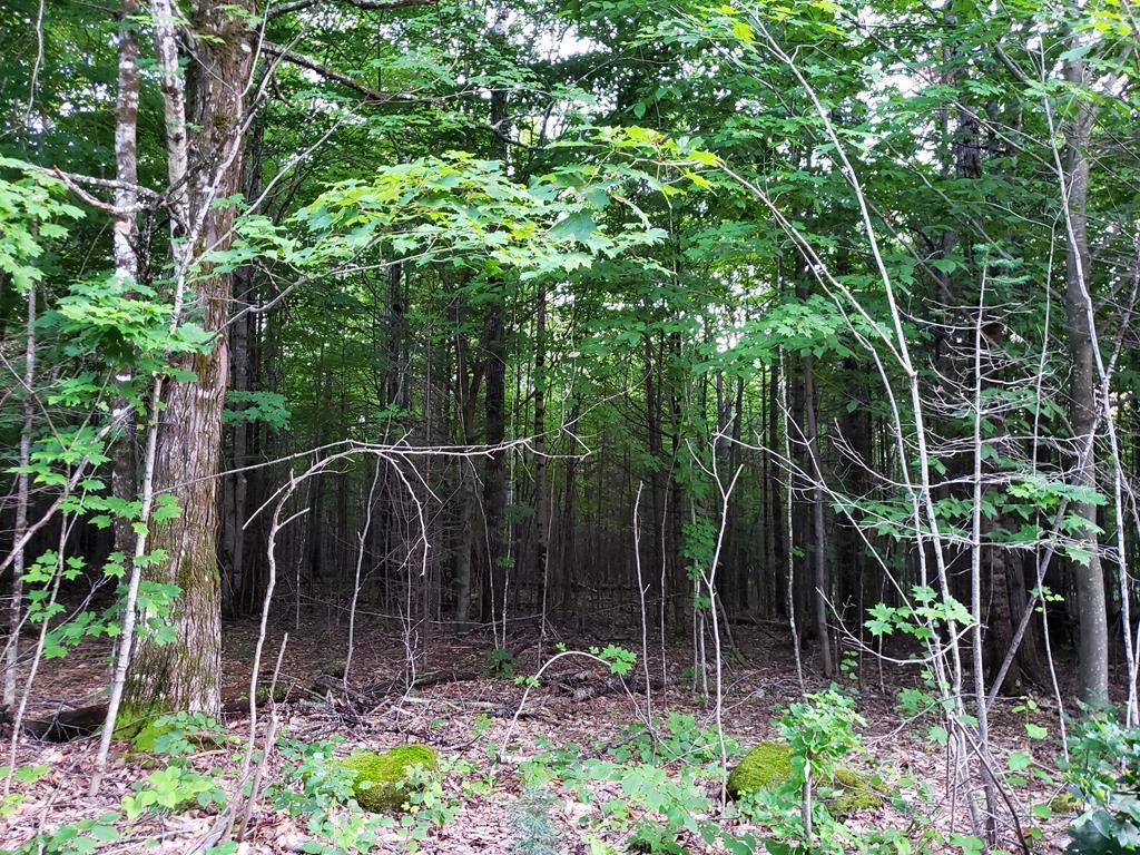 Mapr6-lot19 Dill Road Starks, ME 04911 - Photo 18 of 25 20190829_191020 (Copy)