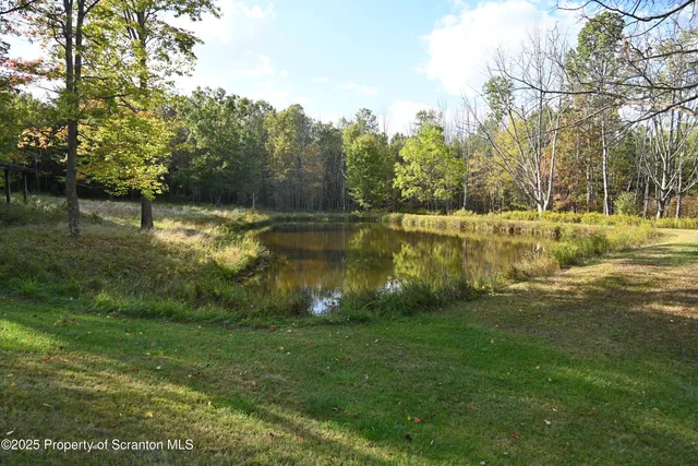 a view of a forest that has large trees