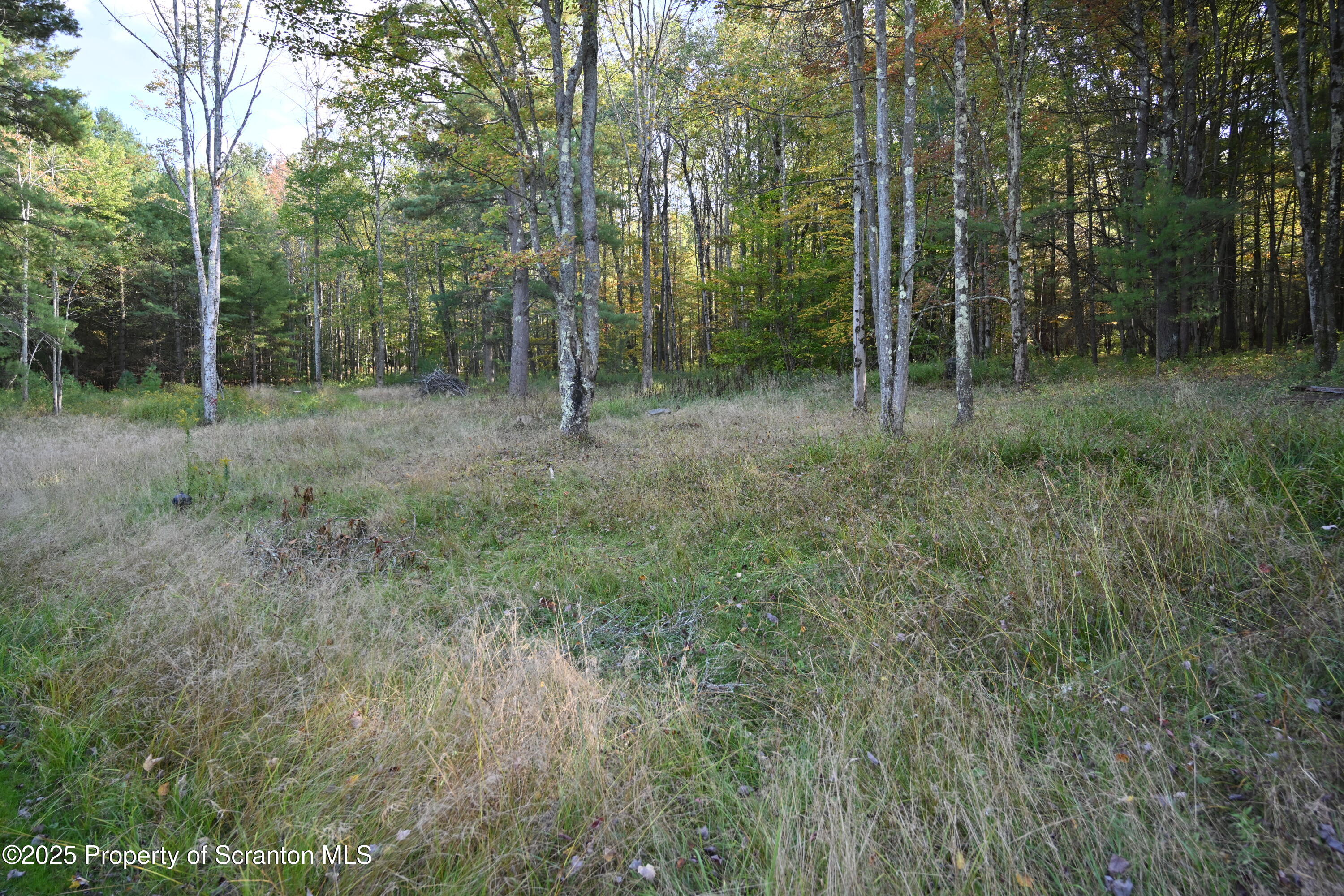 1271 Graham Holw Road Hallstead, PA 18822 - Photo 47 of 56 a view of a forest that has large trees