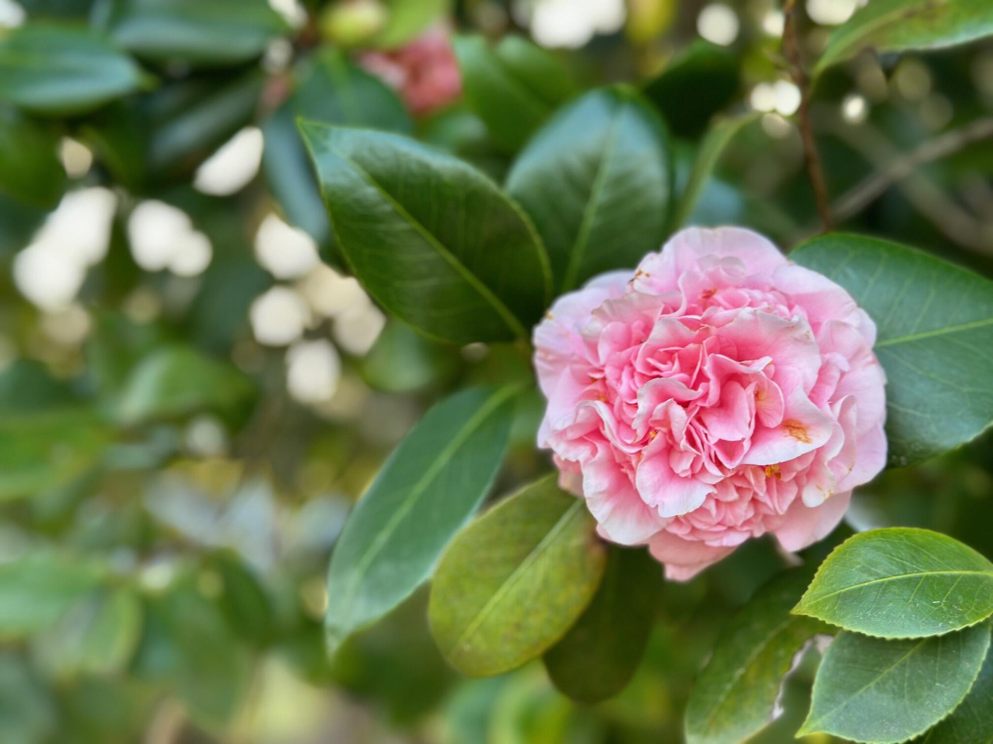 5303 Griffith Mill Road Baker, FL 32531 - Photo 42 of 58 a view of a flower