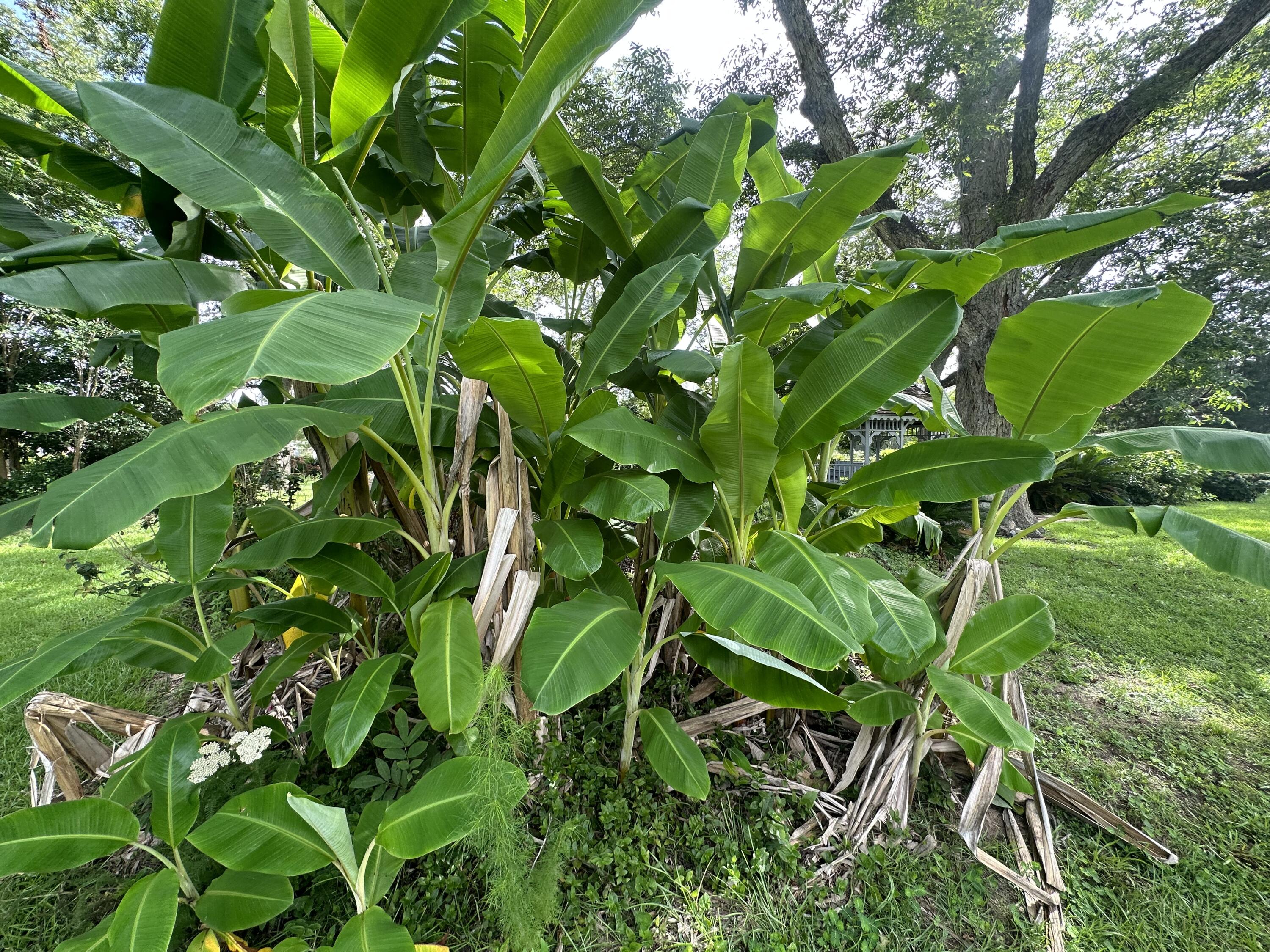 5303 Griffith Mill Road Baker, FL 32531 - Photo 54 of 58 a plant