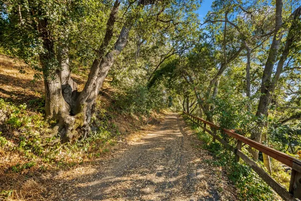 a view of a tree